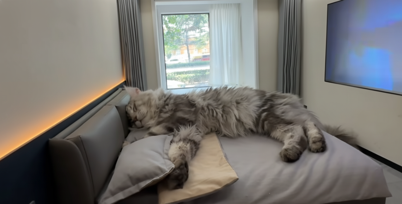 Bed with cat